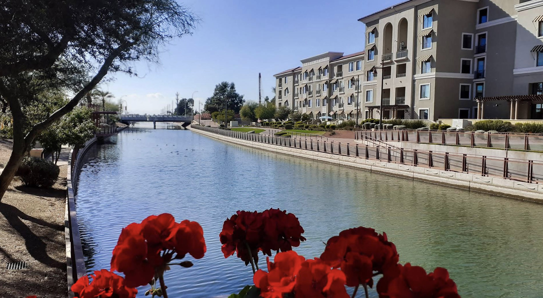 Scottsdale Waterfront buildings beside the canal, with red flowers in the foreground